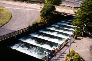 Fish ladder at Bonneville Dam allows passage of adult salmon on their return journey to their natal spawning grounds.